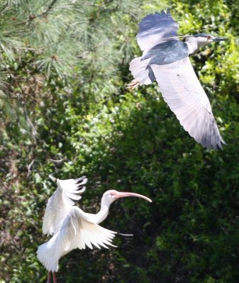 GBH and Ibis-Sm.jpg