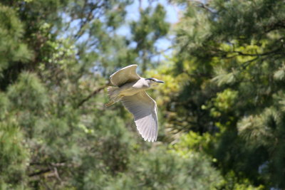 GreatBlueHeron-1.jpg