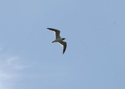 Gull-1.jpg