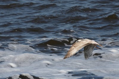 Herring Gull-2.jpg