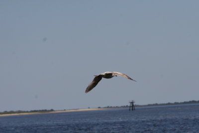 Herring Gull-3.jpg