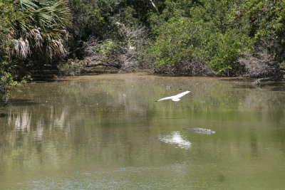 Ibis and Gator-2.jpg