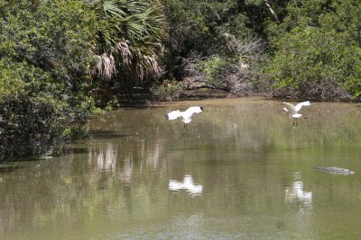 Ibis and Gator-3.jpg