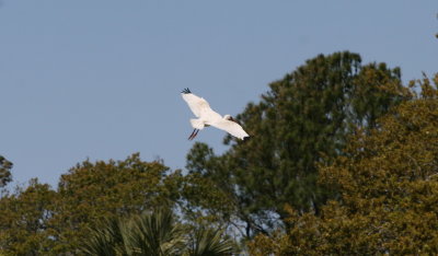 Ibis-1.jpg