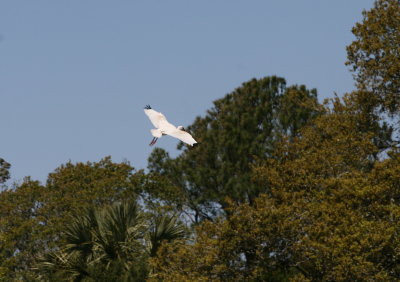 Ibis-10.jpg