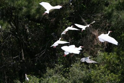 Ibis-3.jpg