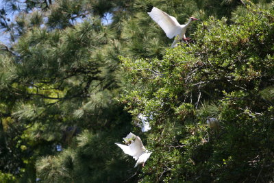 Ibis-4.jpg