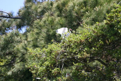 Ibis-5.jpg