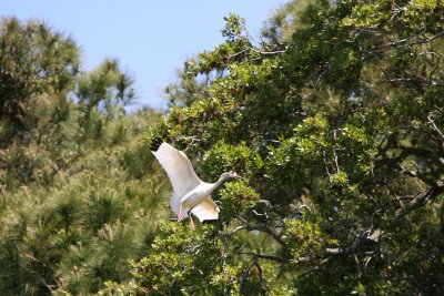 Ibis-6.jpg