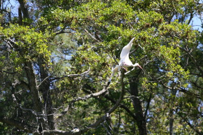 Ibis-7.jpg