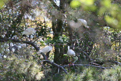 Ibis-9.jpg