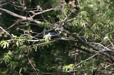 Kingfisher.jpg