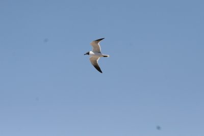 Laughing Gull-1.jpg