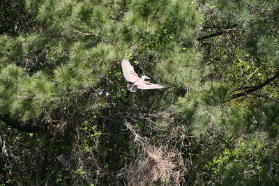 Mystery Heron-1.jpg