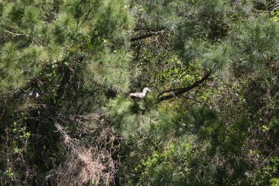 Mystery Heron-2.jpg