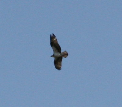 Osprey-2.jpg
