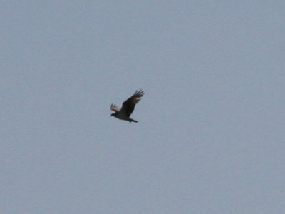 Osprey-3.jpg