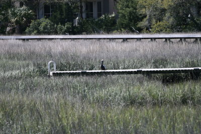 Pelican-1.jpg