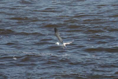 Ringed Gull-1.jpg