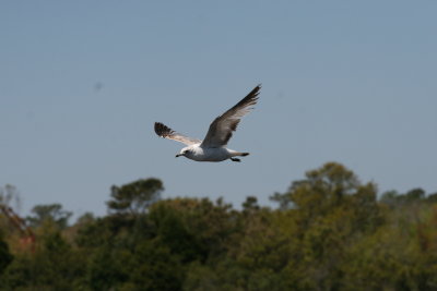 Ringed Gull-2.jpg