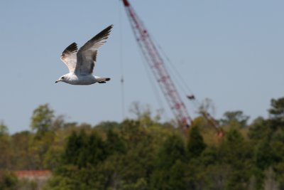 Ringed Gull-3.jpg