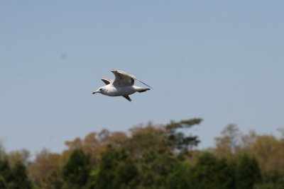 Ringed Gull-4.jpg