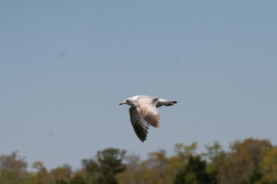 Ringed Gull-5.jpg