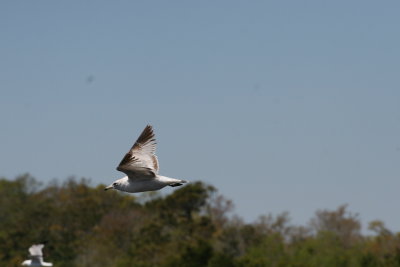 Ringed Gull-6.jpg