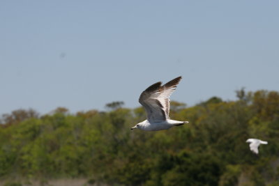 Ringed Gull-7.jpg