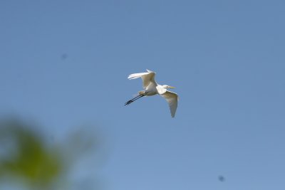 SnowyEgret-12.jpg