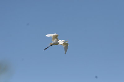 SnowyEgret-13.jpg