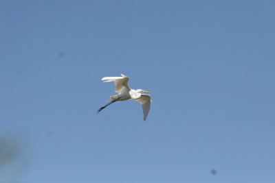 SnowyEgret-14.jpg