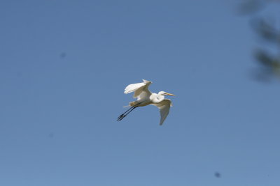 SnowyEgret-15.jpg