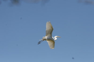 SnowyEgret-16.jpg