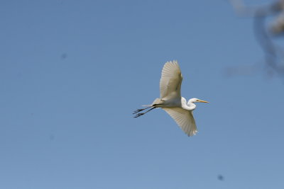 SnowyEgret-17.jpg