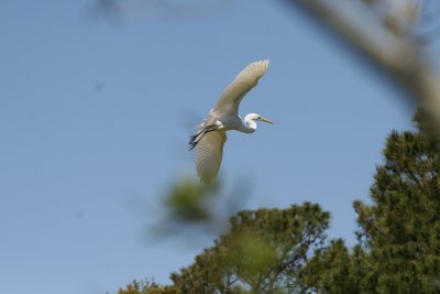 SnowyEgret-19.jpg