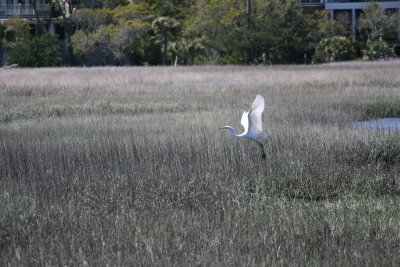 SnowyEgret-2.jpg