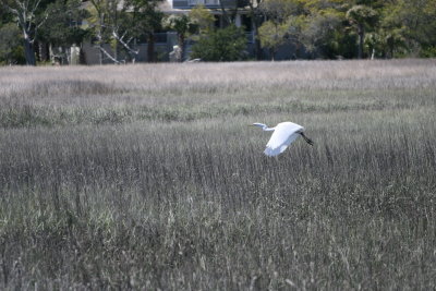 SnowyEgret-3.jpg