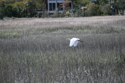 SnowyEgret-4.jpg
