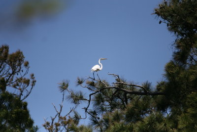 SnowyEgret-6.jpg