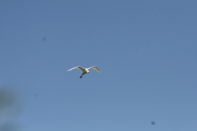 SnowyEgret-7.jpg