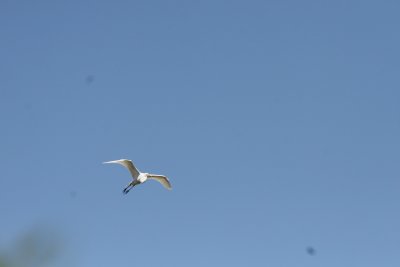 SnowyEgret-8.jpg