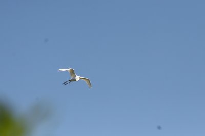 SnowyEgret-9.jpg