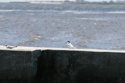 Tern.jpg