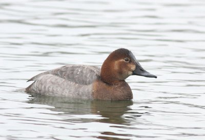 pochard.jpg