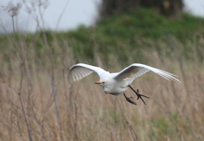 cattle egret @ strumpshaw village.jpg