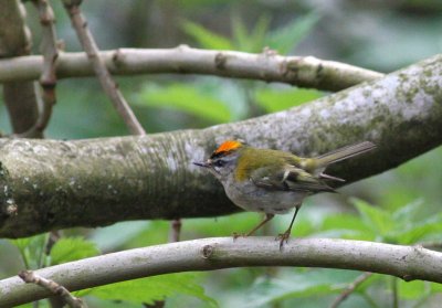 firecrest.jpg