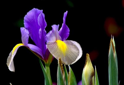 iris