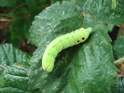 elephant hawkmoth caterpillar.jpg