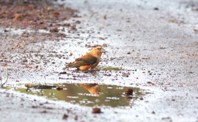 crossbill.jpg